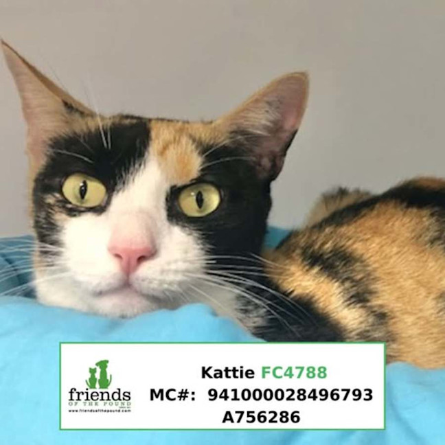Photo of Kattie