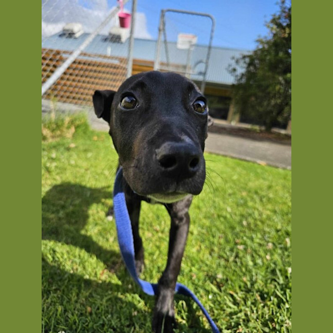 Photo of Ryder