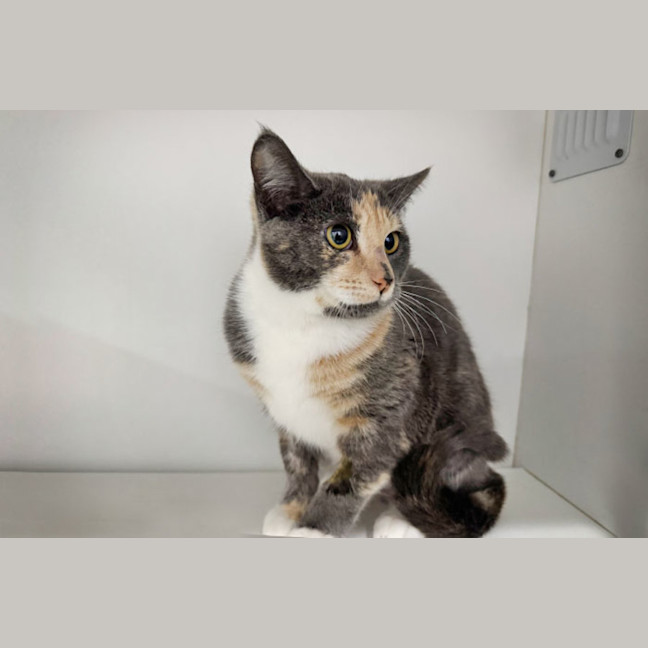 Photo of Misty