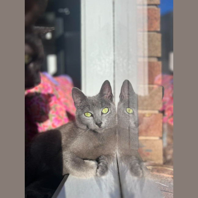Photo of Gracie