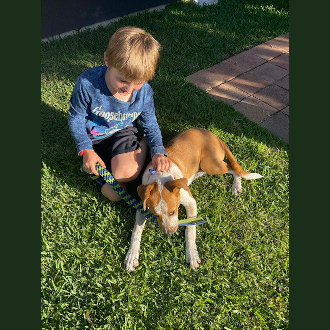 Photo of Nugget   5 Month Old Staffy X