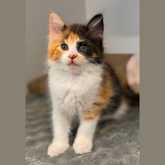 Photo of Ginge