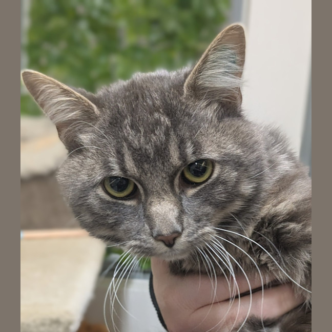 Photo of 🐾 Montague 6506 🐾