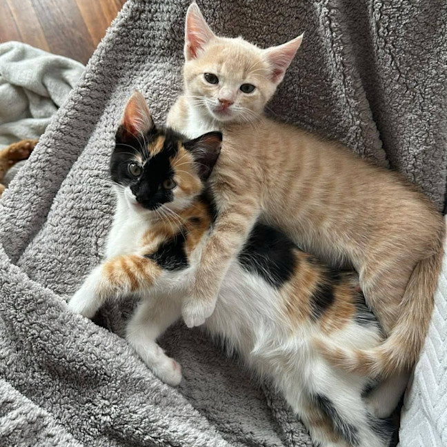 Photo of Little Sis Muffet