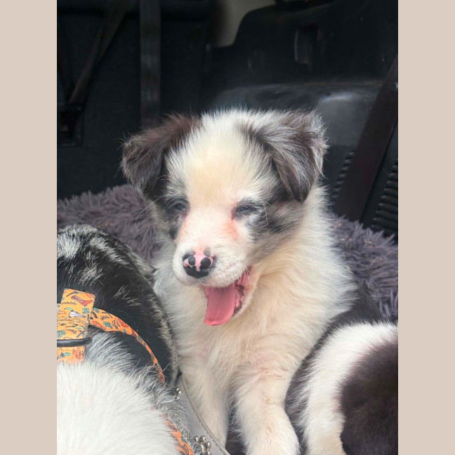 Photo of Thor