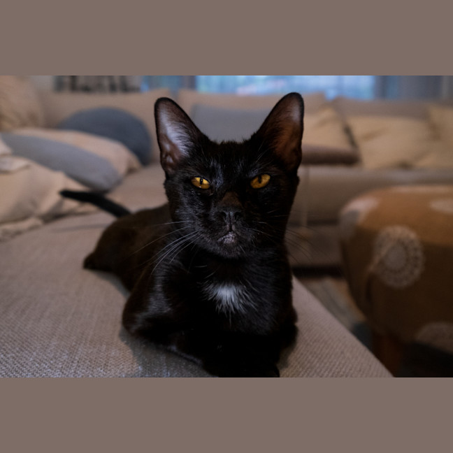 Photo of C1365 Tabitha