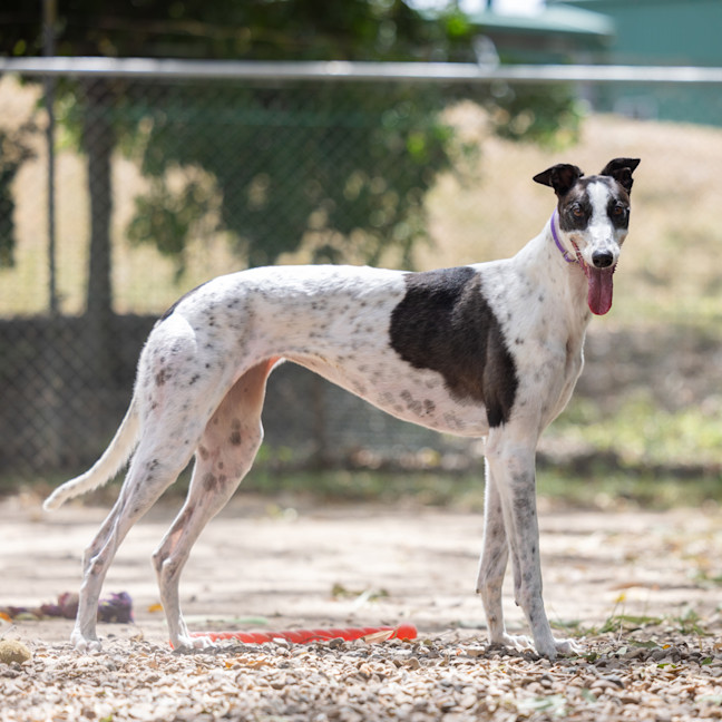 Photo of Maggie