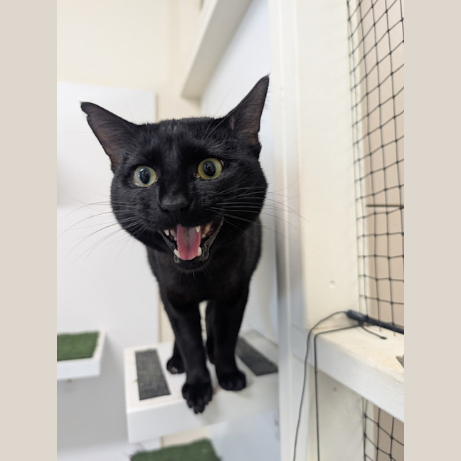 Photo of Calisto 