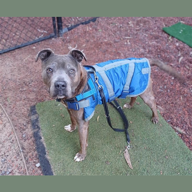 Photo of Bugsy