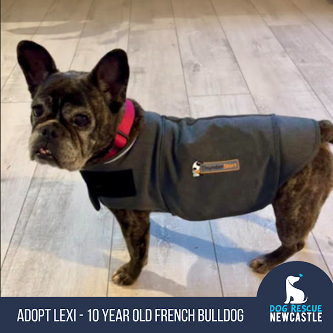 Photo of Lexi   10 Year Old French Bulldog