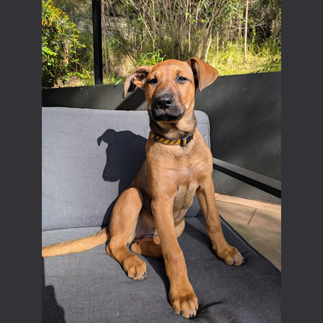 Photo of Daisy