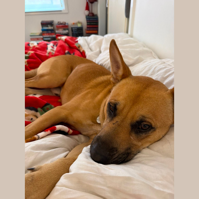 Photo of Bucky   1 Year Old German Shepherd X