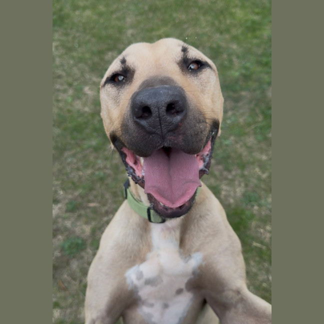 Photo of Biscuit