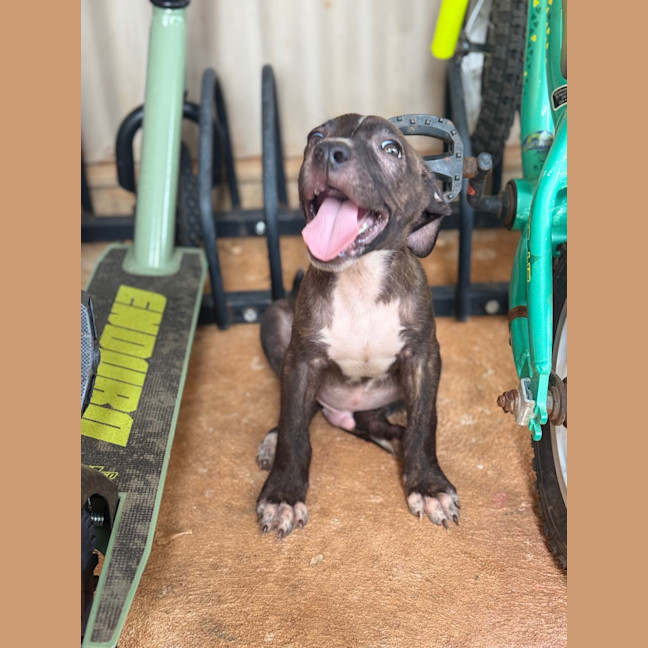 Photo of Tide (Milo)