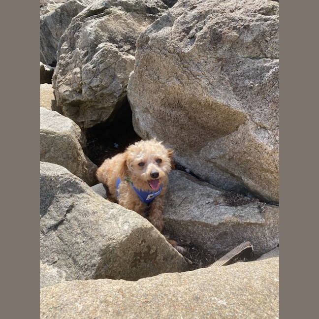 Photo of Teddy