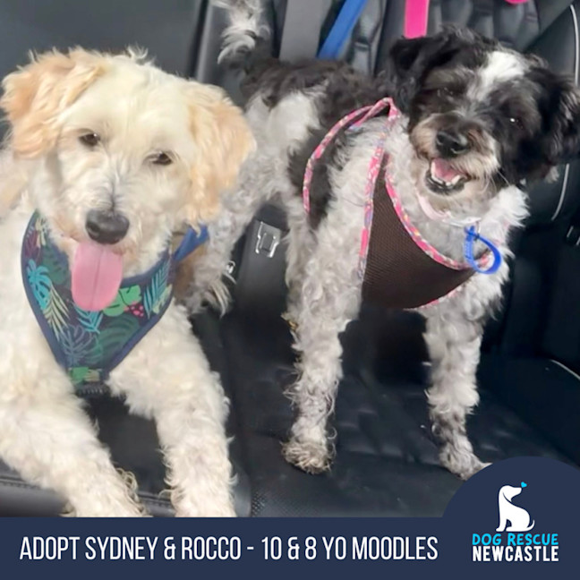 Photo of Sydney & Rocco   10 & 8 Year Old Moodle
