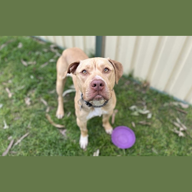 Photo of Tyson