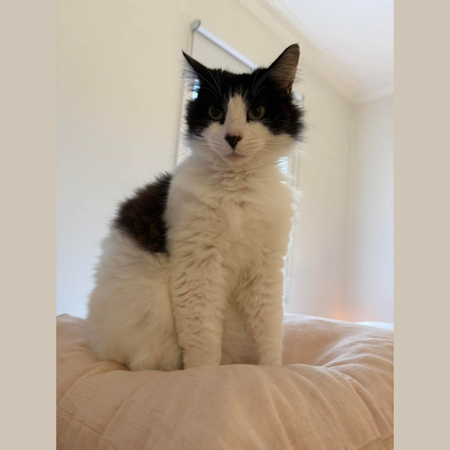 Photo of Puss 