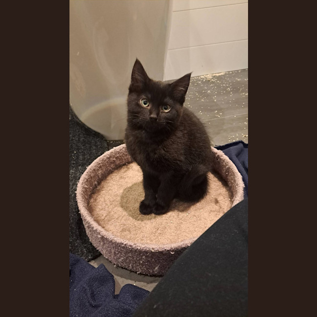 Photo of Pepper