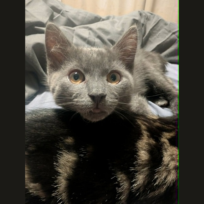 Photo of Nebula