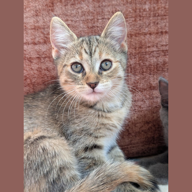 Photo of Rookie