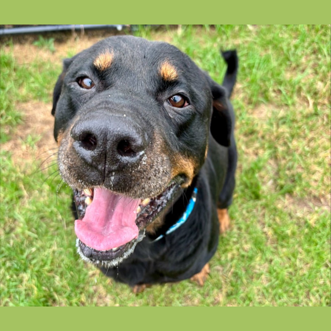 Photo of Zeus Imp 221