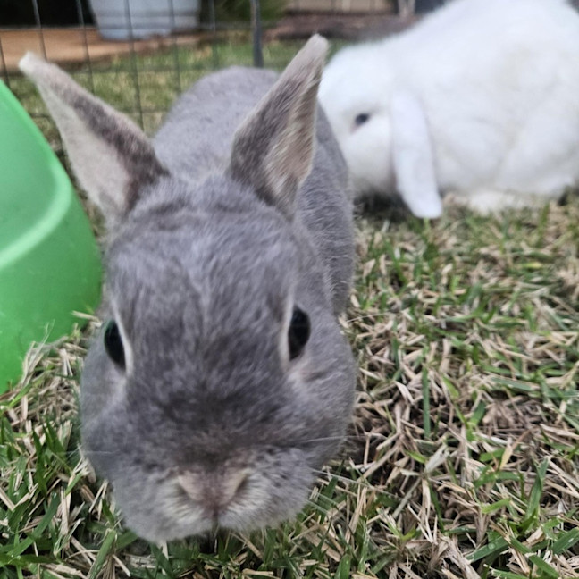 Photo of Phoenix
