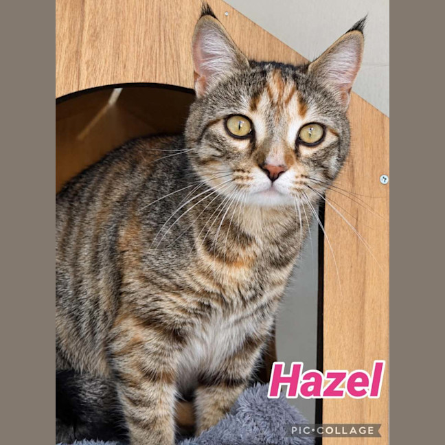 Photo of Hazel