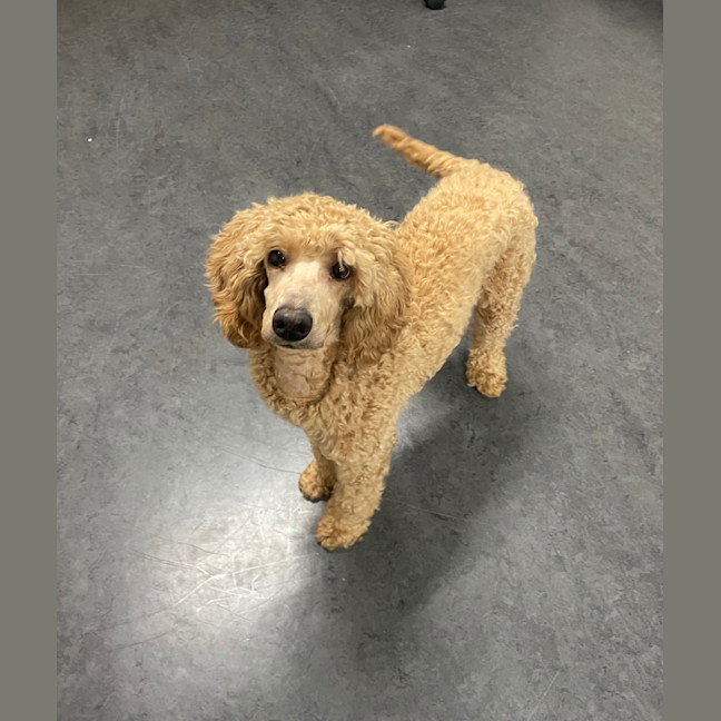 Photo of Lulu