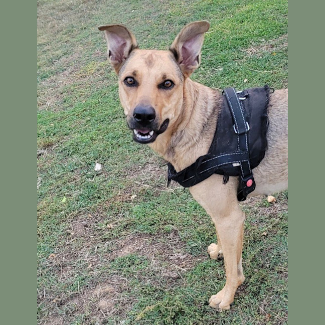 Photo of Bellah *$150 Adoption Fee*