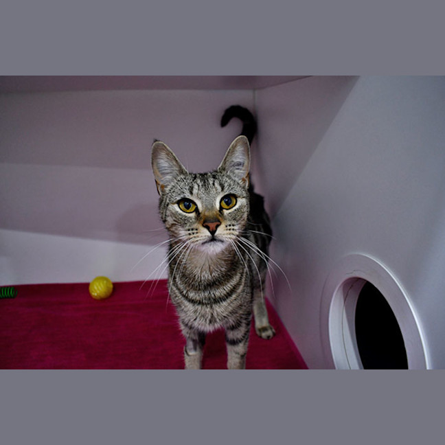 Photo of Kiya