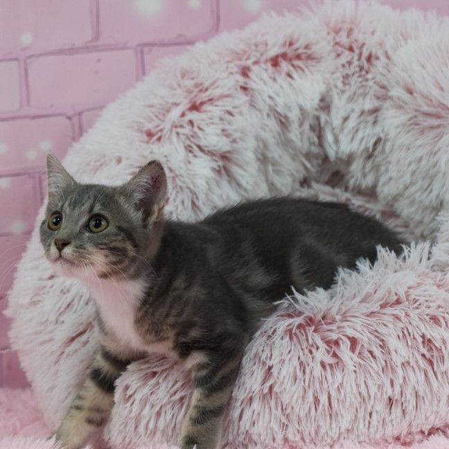 Photo of Misty