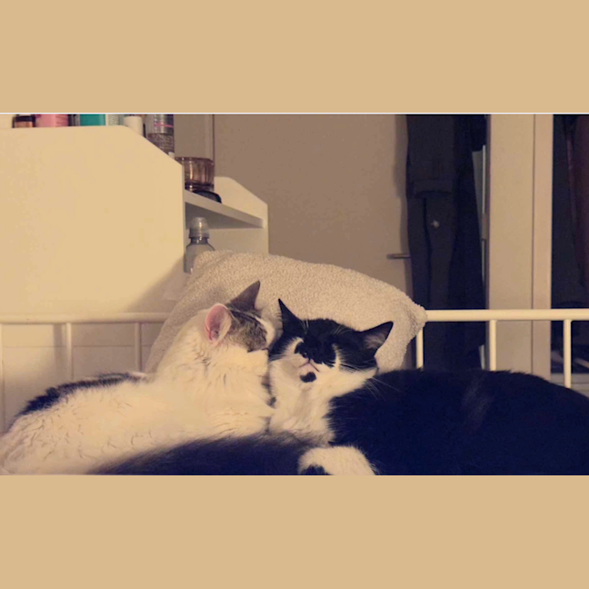 Photo of Pepper