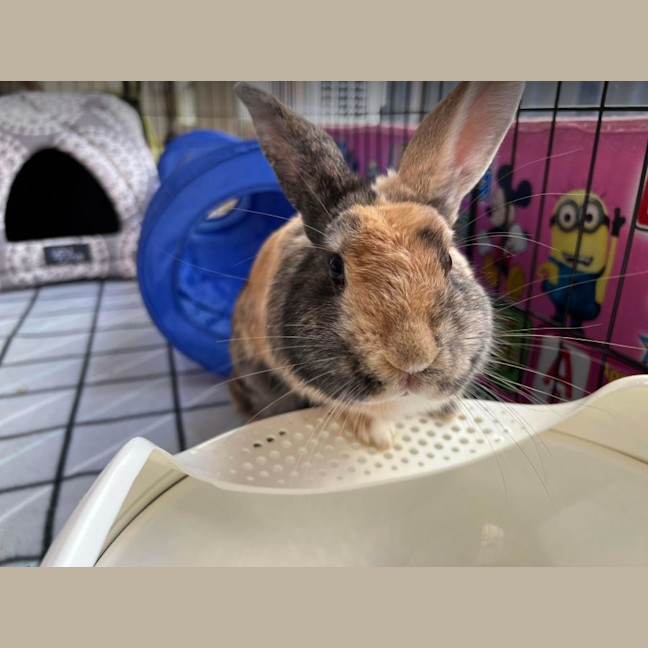 Photo of Hopper Melbourne