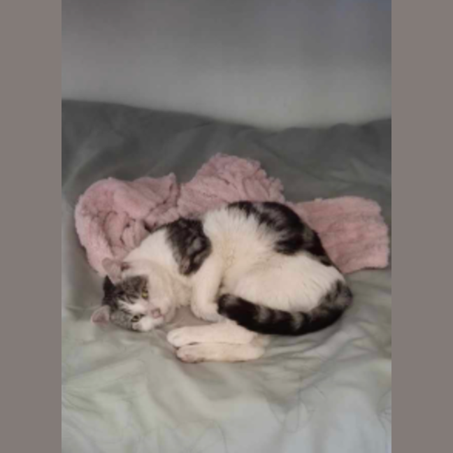 Photo of Dudley
