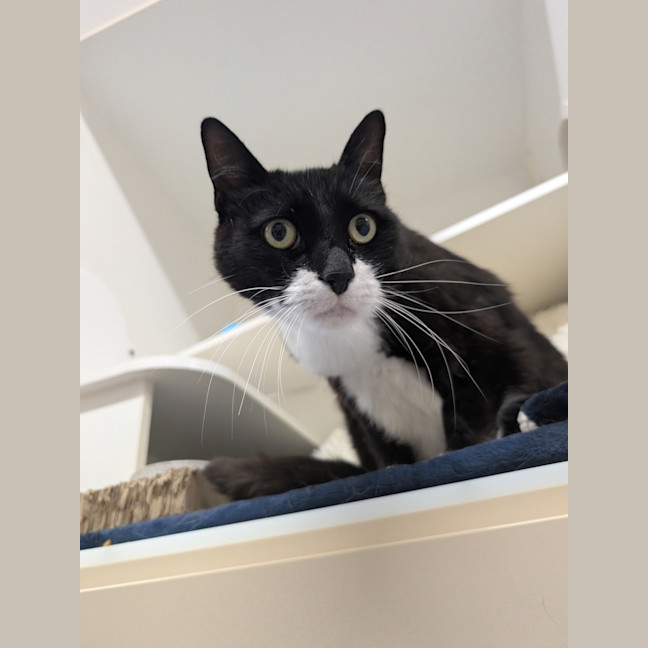 Photo of Postman Pat