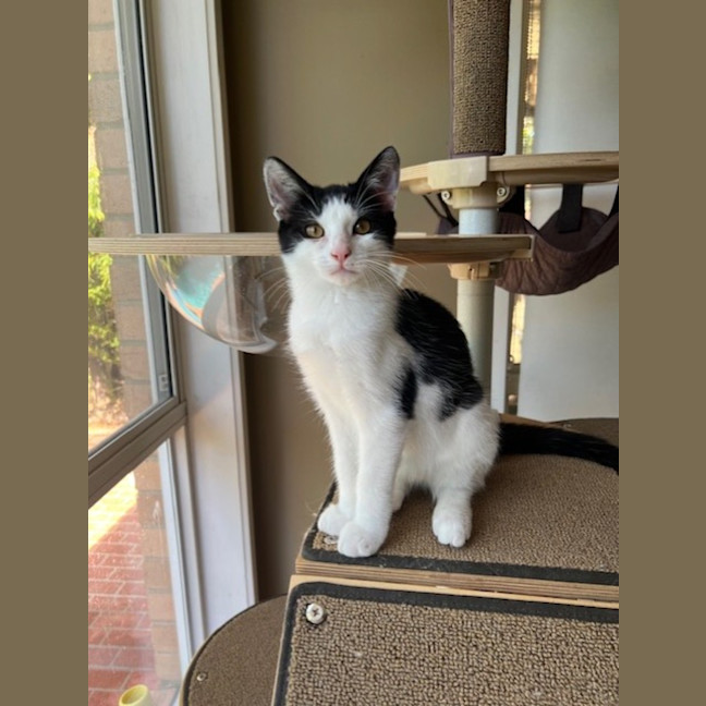 Photo of Domino