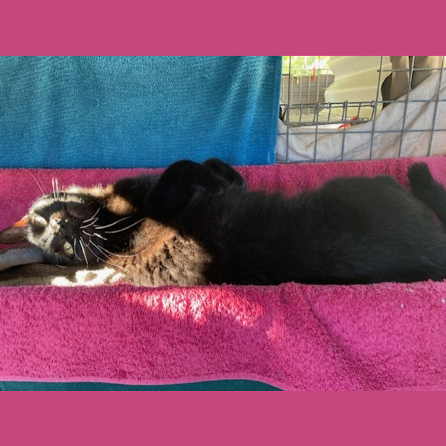 Photo of Luca & Smudge