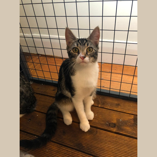 Photo of Toffee