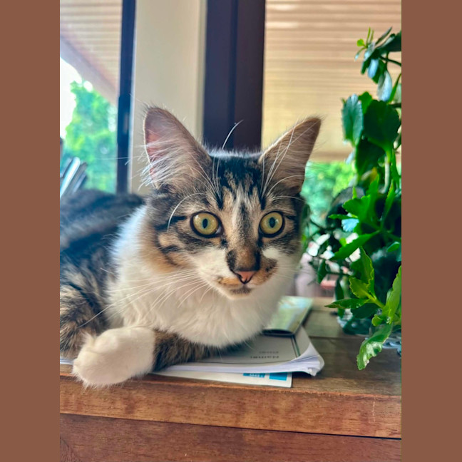Photo of Flint 