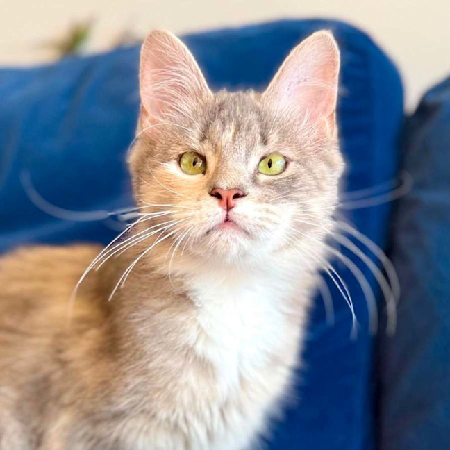 Photo of Dimity   In Foster Caer In Brunswick East