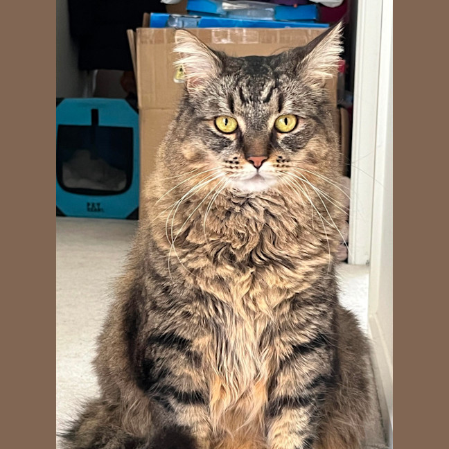 Photo of Poe ** 2nd Chance Cat Rescue**