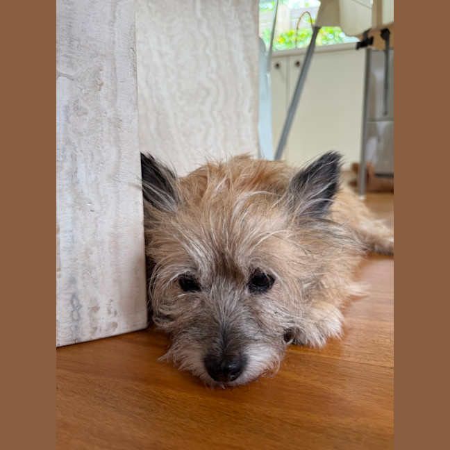 Photo of Honey   15 Year Old Cairn Terrier