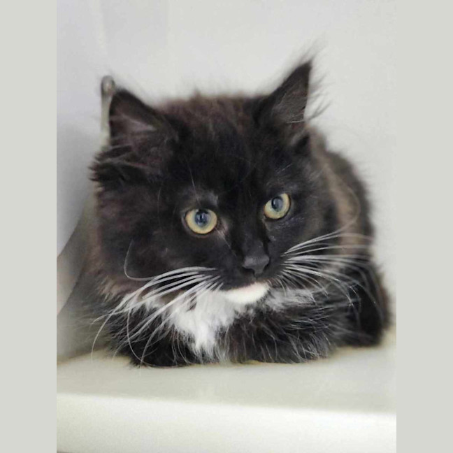 Photo of 🪀 Blair 6106 🪀