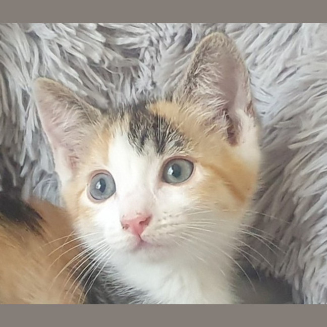 Photo of Princess Ann