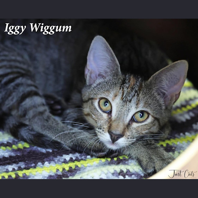 Photo of Iggy Wiggum