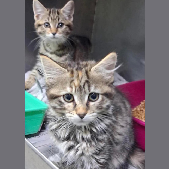 Photo of Peach & Plum 