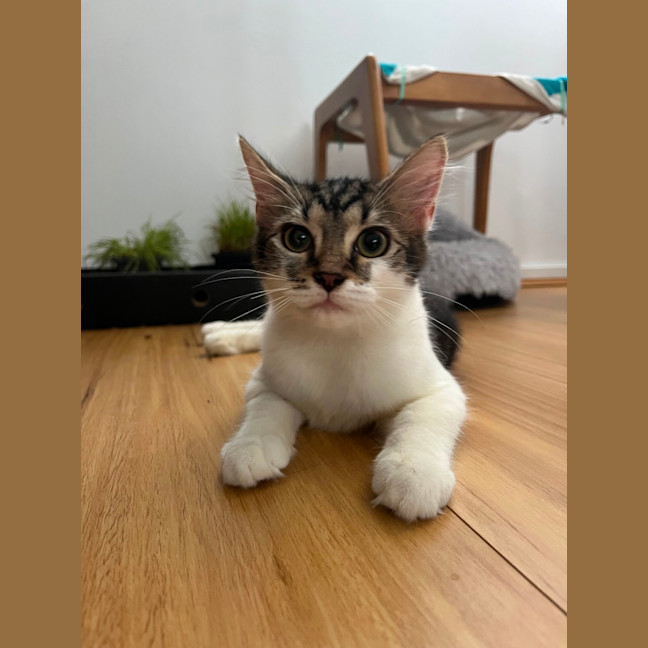 Photo of Minty 