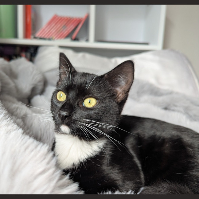 Photo of Vesper