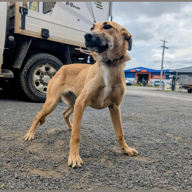 Photo of Rusty